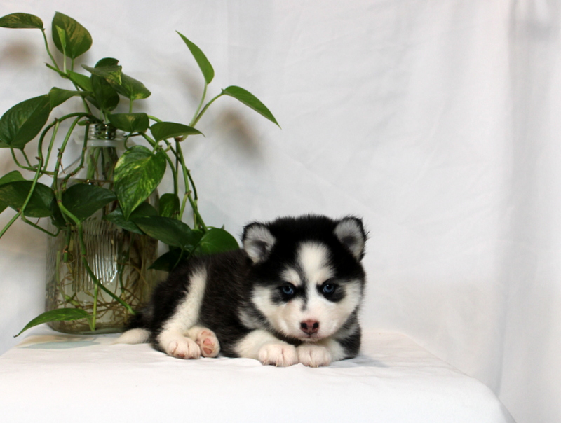 puppy, for, sale, Pomsky, Matthew B. Stoltzfus, dog, breeder, Gap, PA, dog-breeder, puppy-for-sale, forsale, nearby, find, puppyfind, locator, puppylocator, aca